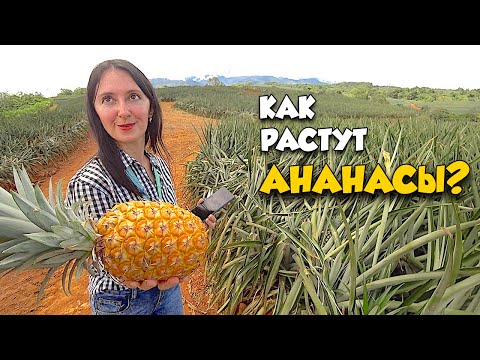 Видео: После этого видео, Ты ПЕРЕСТАНЕШЬ ЕСТЬ Ананасы!