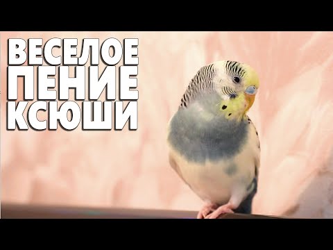 Видео: Весёлое пение для попугайчиков 👍
