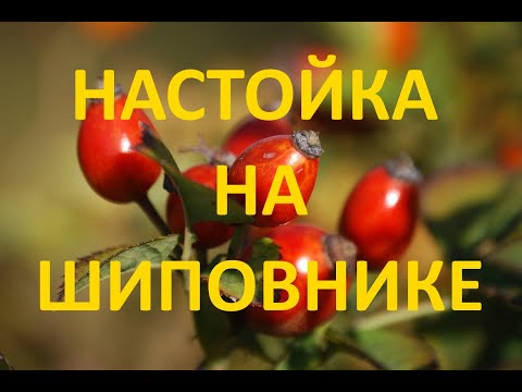 Видео: настойка на шиповнике