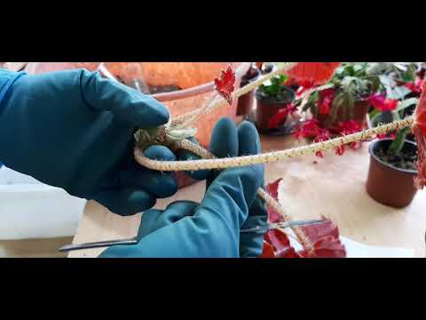 Видео: Бегонии, омолаживаем, разрезаем на фрагменты...