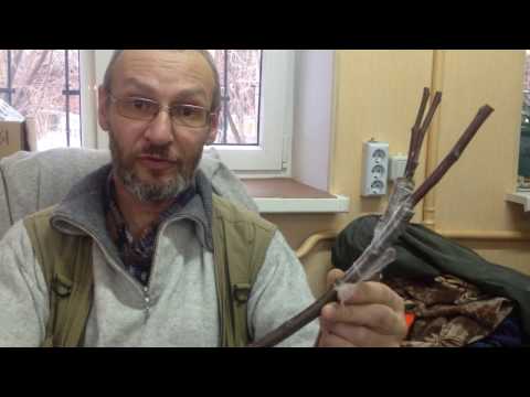 Видео: Методы прививки. Урок второй. Прививка в расщеп.