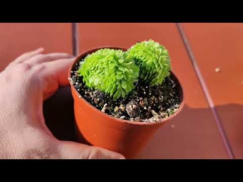 Видео: Мутация у Жирянки. Кристатность насекомоядных растений.