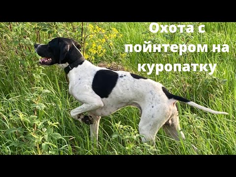 Видео: Охота с пойнтером на куропатку.