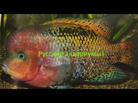 Видео: Привет Андрей! Или Андрей с "приветом"!