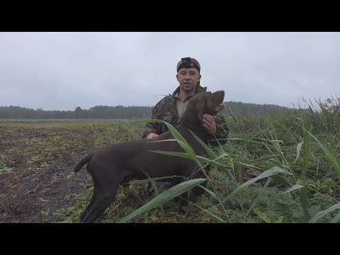 Видео: ОХОТА НА ОСЕННЮЮ УТКУ!!!!КОПЧЁНЫЙ ГУСЬ!!!