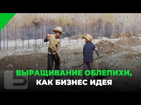 Видео: Выращивание облепихи, как бизнес идея