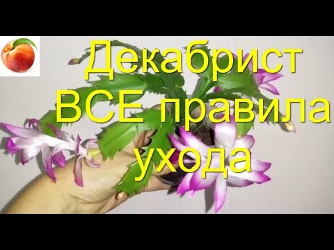 Видео: Декабрист ВСЕ Секреты Супер Цветения Все правила Ухода Schlumbergera Почему не цветет Шлюмбергера