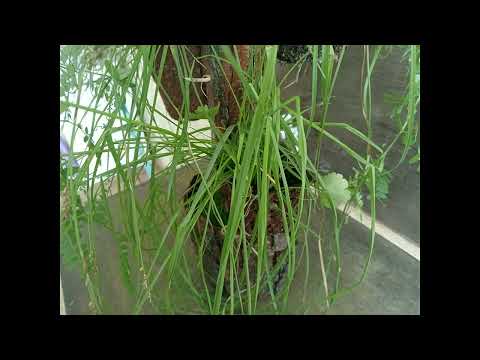 Видео: Органайзер для цветов 