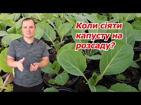 Видео: Коли сіяти капусту на розсаду? Як це правильно обрати терміни посіву.