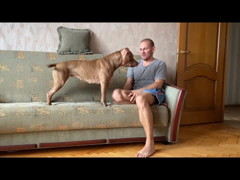 Видео: Горький опыт и недоверие ветеринарам.