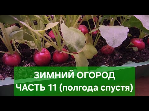 Видео: Зимний огород. Часть 11. Обзор "зимнего огорода" в подвале на 21.01.2025г