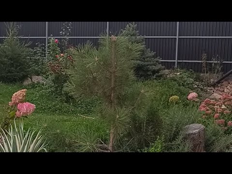 Видео: Как сделать красивым и удобным участок со склоном.Как обыграть резкий перепад высот на участке.