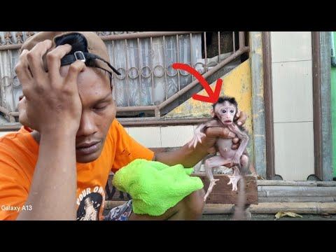 Видео: У бедной королевы обезьян синяк на глазу.