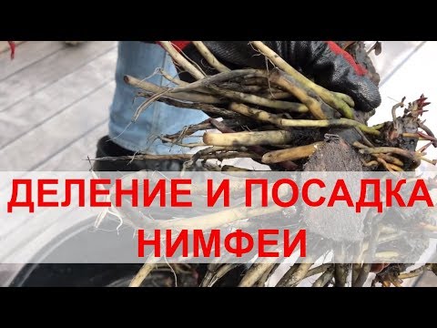Видео: Деление и посадка нимфеи весной.  Как размножить кувшинку. Из одной делаем три.