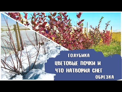 Видео: Цветовые почки и будущие ягоды голубики | Голубика под снегом | Обрезка голубики
