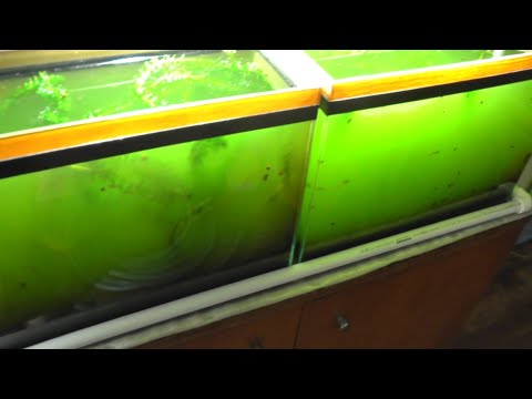 Видео: Аквариум на земле. Так ли это сложно на самом деле?
