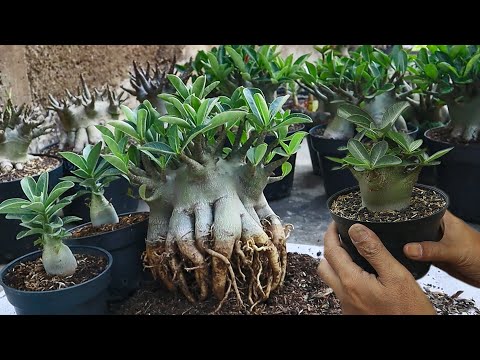 Видео: Как получить толстый каудекс/стебли на рассаде адениума. пустынная роза