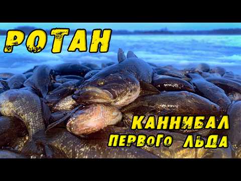 Видео: Рыбы МОНСТРЫ едят друг друга! ПЕРВЫЙ ЛЁД 2024-2025! ЭТО Озеро кишит ЧУЖИМИ! Зимняя рыбалка на РОТАНА