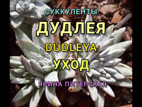 Видео: ДУДЛЕЯ.УХОД.ИНТЕРЕСНЫЕ ФАКТЫ.