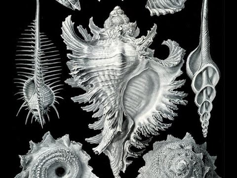 Видео: Лекция: Дизайн природных форм художественный потенциал графики Эрнста Геккеля