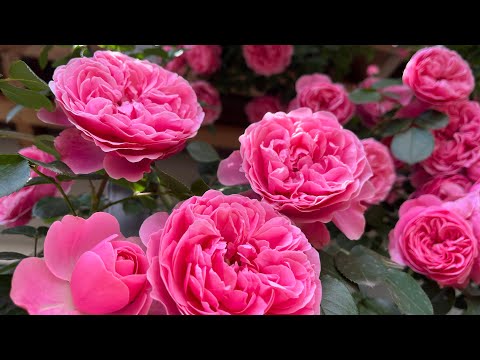 Видео: Роза Леонардо да Винчи (Rosе Leonardo da Vinci ) Франция Meilland  г. Киев 9 июня 2025 г.