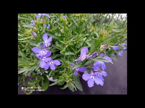 Видео: КАК СЕЙЧАС РАСТЕТ АМПЕЛЬНАЯ ЛОБЕЛИЯ?10 АПРЕЛЯ.