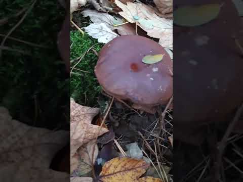 Видео: Окупировали лес,всем весело.грибов было мало