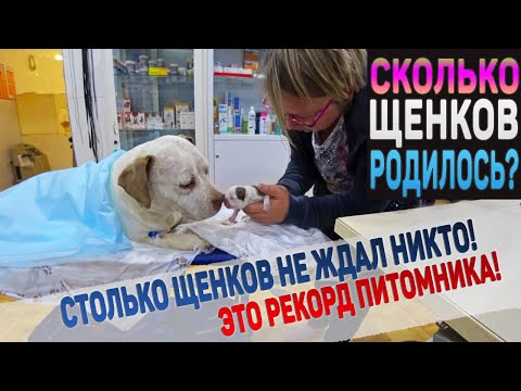 Видео: Столько щенков мы точно не ждали... Это рекорд!