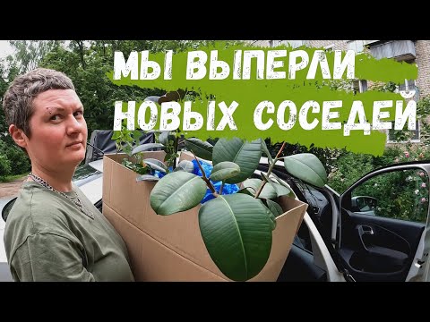 Видео: Жестокое обращение с соседями | Ласточки свили гнездо в бане | Дачный влог