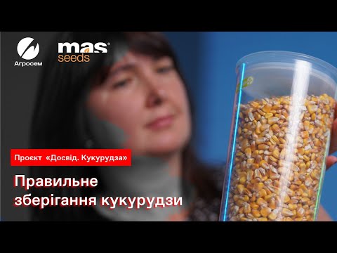 Видео: Правильне зберігання кукурудзи | Проєкт «Досвід. Кукурудза»