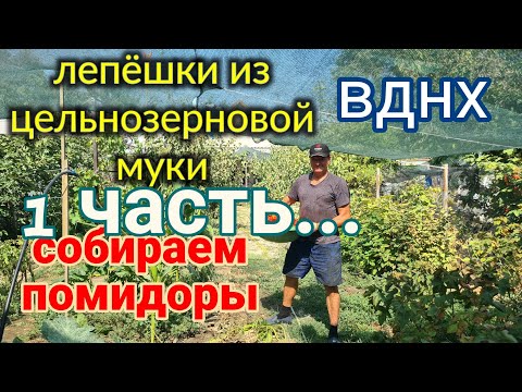 Видео: Ейск🌹Собираем помидоры. Не делай добра 1 часть. ВДНХ.