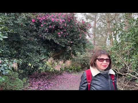 Видео: Vlog 453 - Английский сад. Февральский обзор.Wisley