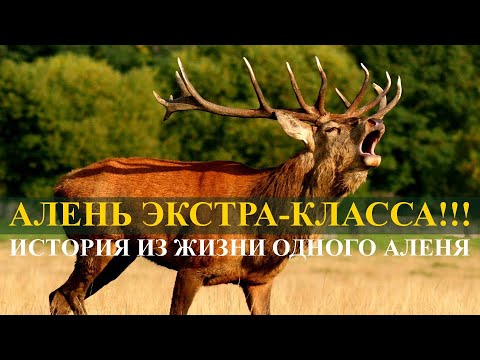 Видео: АЛЕНЬ ЭКСТРА-КЛАССА!!! ИСТОРИЯ ИЗ ЖИЗНИ ОДНОГО АЛЕНЯ