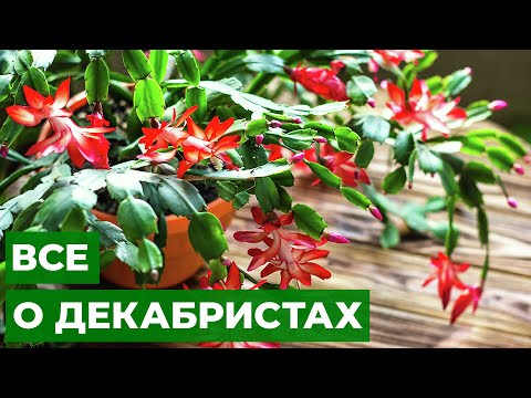 Видео: ДЕКАБРИСТ ЗАЦВЕТЕТ ВО ВТОРОЙ РАЗ  // Советы по уходу за растениями