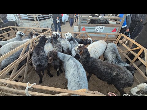 Видео: 19 октября 2025 г. ТУРТКУЛЬ КУЙ БОЗОР НАРХЛАРИ 