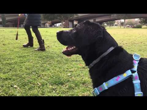 Видео: ЛАБРАДОР. ВАЖНЫЕ СОВЕТЫ, ИГРЫ ,ПИТАНИЕ