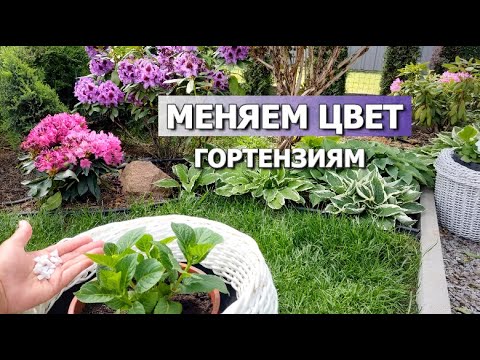 Видео: КАК ИЗМЕНИТЬ ЦВЕТ ГОРТЕНЗИИ | МЕНЯЕМ ЦВЕТ ГОРТЕНЗИЯМ КРУПНОЛИСТНЫМ | ГОЛУБЫЕ ГОРТЕНЗИИ