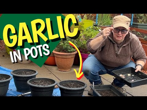 Видео: Почему я выращиваю чеснок в контейнерах