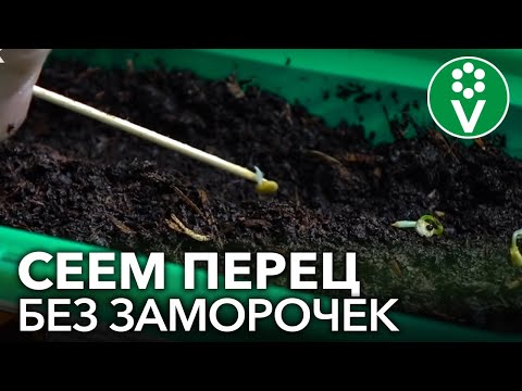 Видео: СЕЕМ ПЕРЕЦ НА РАССАДУ: сроки посева, подготовка семян, распространенные ошибки