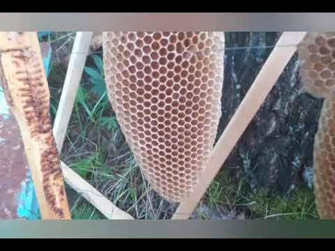 Видео: И у нас пошли рои.