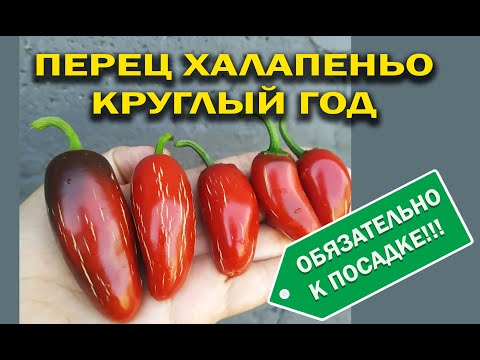 Видео: ХАЛОПЕНЬО ВЫРАЩИВАНИЕ КРУГЛЫЙ ГОД! ОСТРЫЙ ПЕРЕЦ НА ОКНЕ ПЕРЕЦ В ДОМАШНИХ УСЛОВИЯХ!
