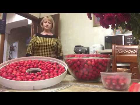 Видео: Заморозка и сушка Боярышника.