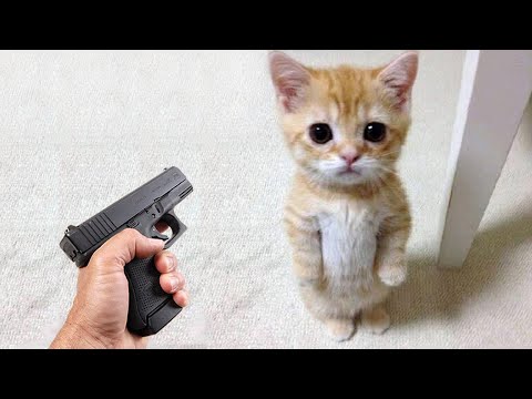 Видео: Смешные животные, которые заставят вас смеяться до смерти 😂