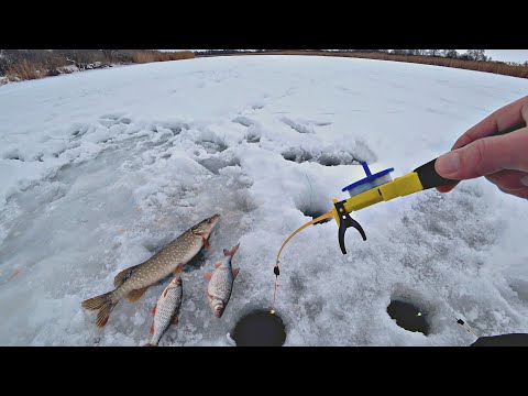 Видео: В ЭТОЙ ЛУНКЕ ТОЛСТАЯ ПЛОТВА! В ДРУГОЙ ЛУНКЕ ЩУКА! Зимняя рыбалка на реке.