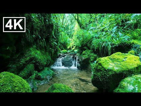Видео: Прекрасное пение птиц в атмосфере горного ручья для снятия стресса и успокоения ума