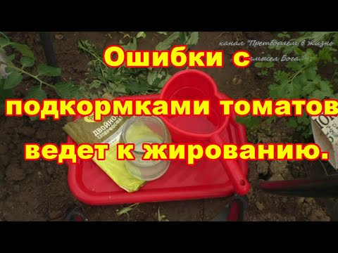 Видео: Подкормки при высадке томатов в грунт привели к жированию,как исправить ситуацию