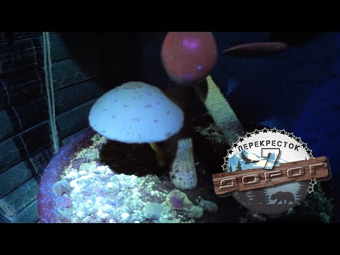 Видео: Гриб навозник. Откуда грибы в горшке с цветами? Тропические организмы.