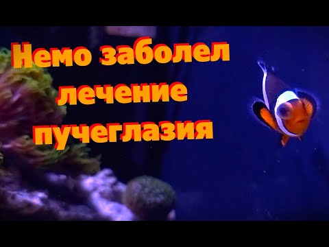 Видео: Лечение пучеглазия у рыб