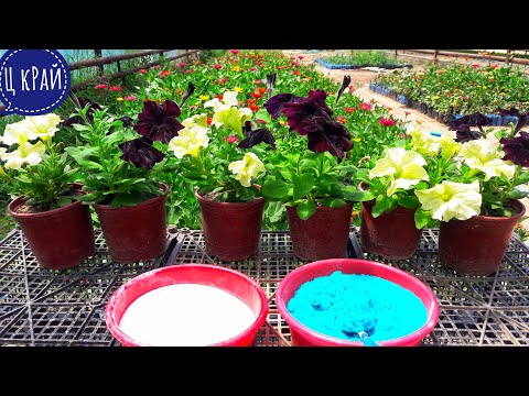 Видео: ДВЕ ПОДКОРМКИ для ПЕТУНИИ ПОСЛЕ ВЫСАДКИ. Ваша ПЕТУНИЯ будет ПЫШНО ЦВЕСТИ все ЛЕТО до ЗАМОРОЗКОВ