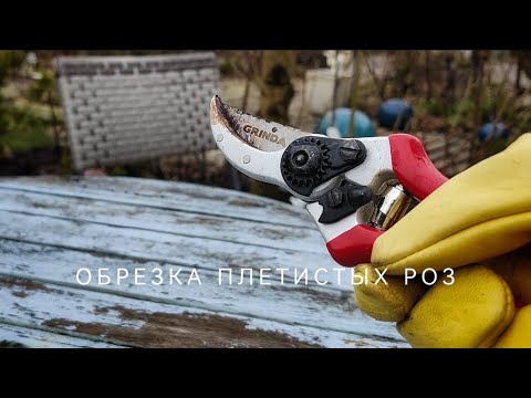 Видео: Обрезка плетистых роз. На примере Мадам Исаак Перейр и Дженероуз Гарденер